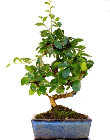Bonsai Minyat�r A�a� Bonzai S G�vde Ankara ATG Ankara Tren Gar� AVM �i�ek sat���