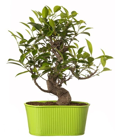 Ficus S g�vdeli muhte�em bonsai Ankara �ankaya Next Level AVM �i�ek sipari�i sitesi