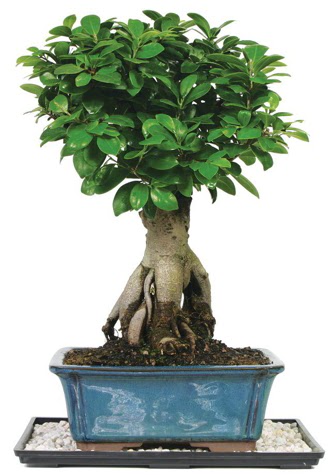Bonsai Ginsing Grafted Ficus Bonsai Ankara Etlik Antares Al��veri� merkezi AVM �i�ek yolla