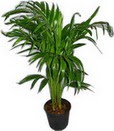 Ankara Eryaman G�ksu AVM �i�ek servisi , �i�ek�i adresleri Areca palm  