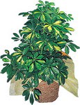 Ankara �ankaya Kentpark Al��veri� Merkezi AVM �i�ek�iler Schefflera gold 